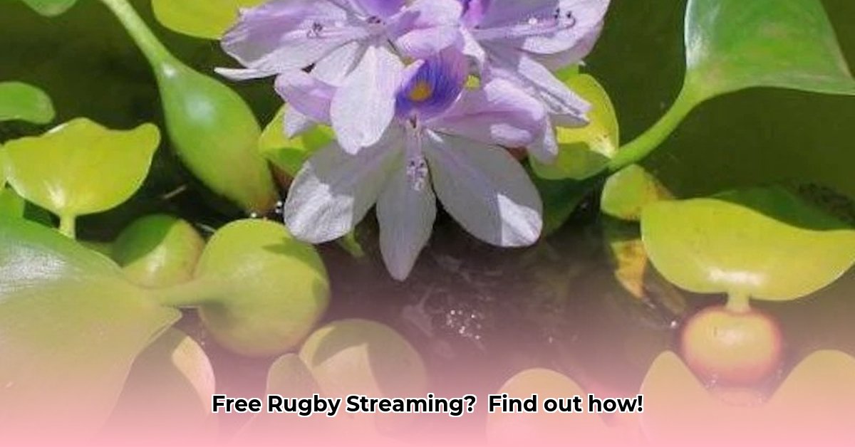live-rugby-streaming-free-online-youtube